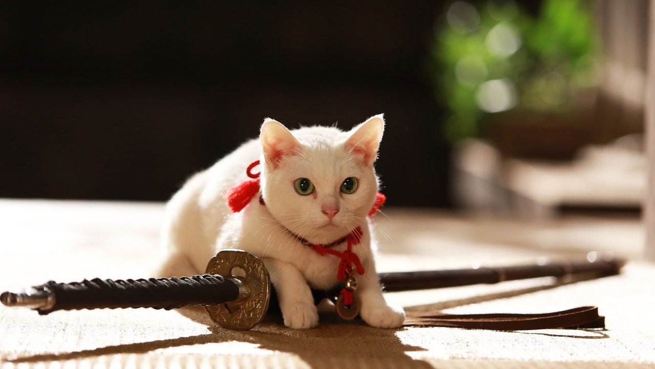 猫侍:前往南之岛剧照
