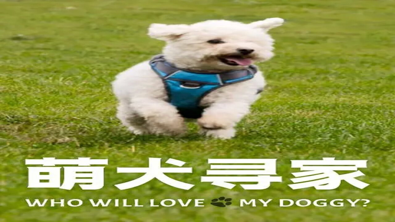 萌犬寻家剧照