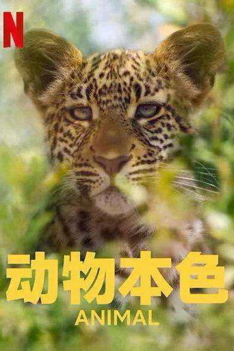动物本色海报