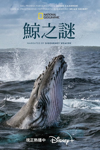 鲸的秘密海报