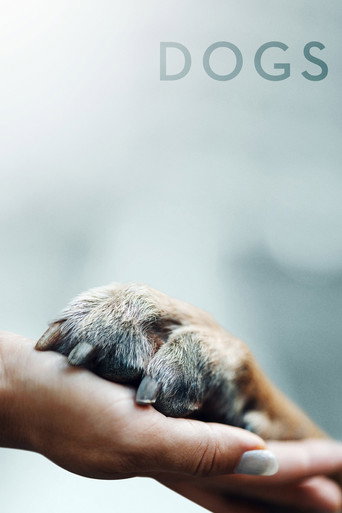 爱犬情深海报