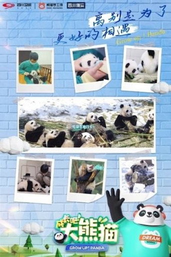 成长吧!大熊猫 成长吧!大熊猫海报